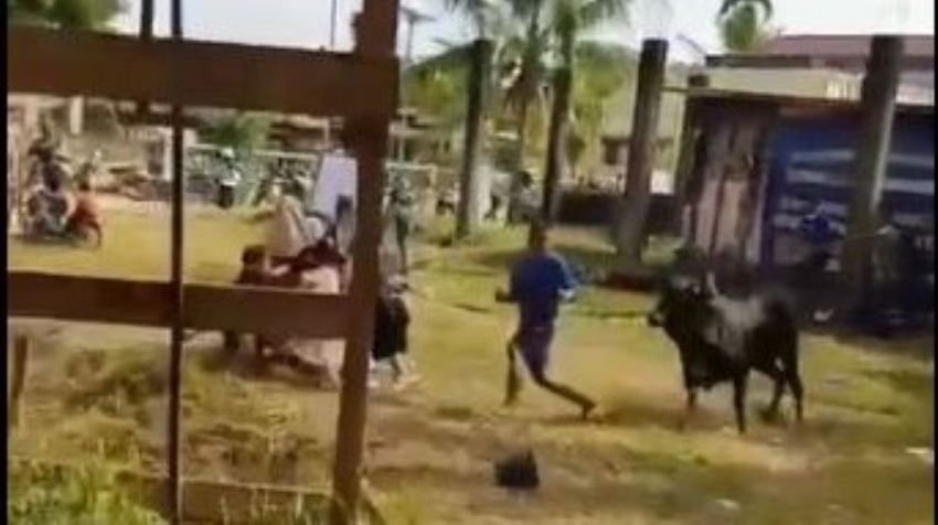 Setelah Disembelih, Sapi Bangkit dan Mengamuk Menyeruduk Warga di Kabupaten Kampar