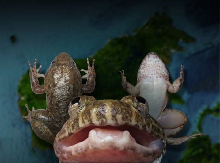 Peneliti Kenalkan Katak Bertaring di Kalimantan, Orang Dayak Sudah Punya Nama