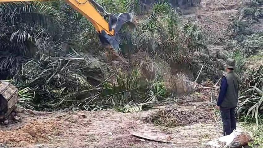 Satgas PKH Lanjutkan Operasi Pemusnahan Kebun Sawit Ilegal di Taman Nasional Teso Nilo