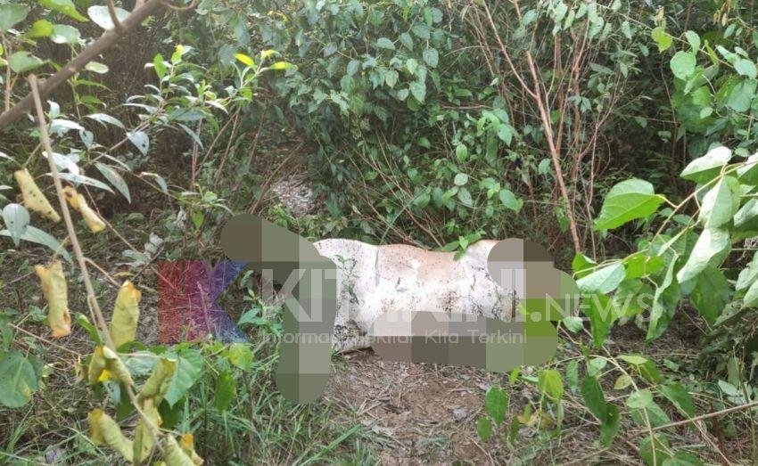 Harimau Pemangsa Lembu Warga di Langkat Belum Teridentifikasi