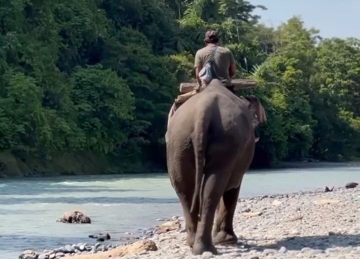 Gajah di Tangkahan Terkejut, Wisatawan Kena Tendang