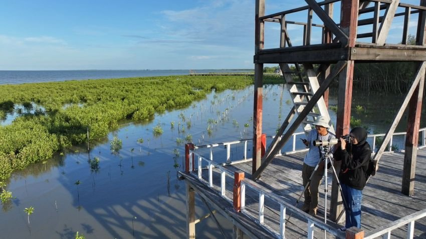 Dari Pesisir Batu Bara, Inalum Sudah Tanam 34 Ribu Bibit Mangrove untuk Warisan Anak Cucu
