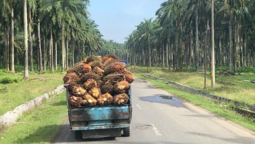 Harga CPO Rebound, Ekonom Sumut Prediksi Kenaikan hingga 4.250 Ringgit per Ton