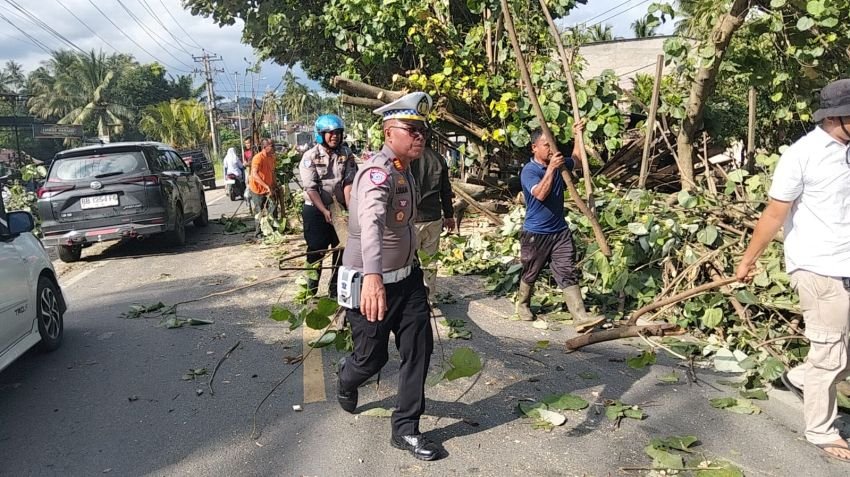 Sempat Macet Akibat Pohon Tumbang, Kini Akses Jalinsum Padangsidimpuan-Madina Lancar