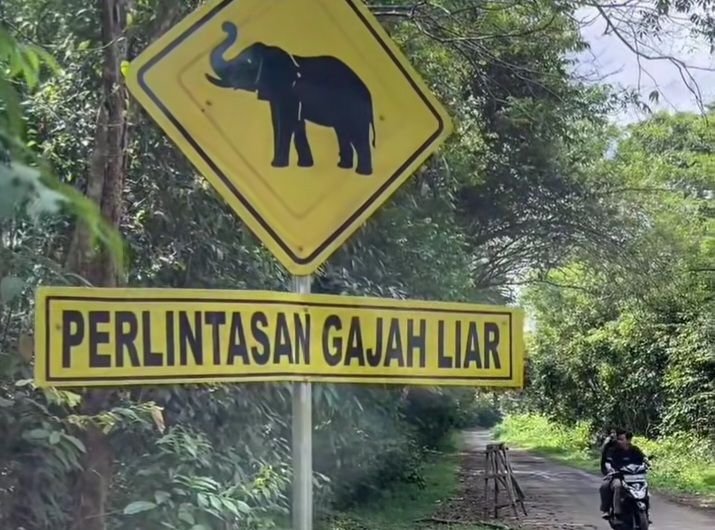 Efek Konflik Manusia dan Gajah Liar, Way Kambas Tutup Layanan Wisata