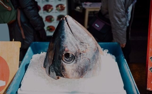 Lelang Perdana di Jepang, Ikan Tuna Dihargai Rp54,5 miliar