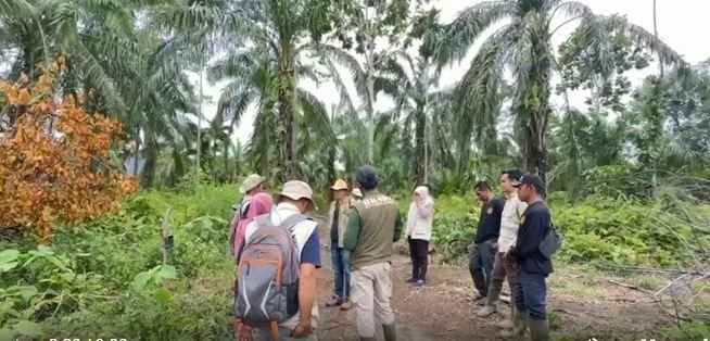Sebanyak 3 Ekor Anak Harimau Terpantau CCTV di Kabupaten Agam, BKSDA Lakukan Pengawasan