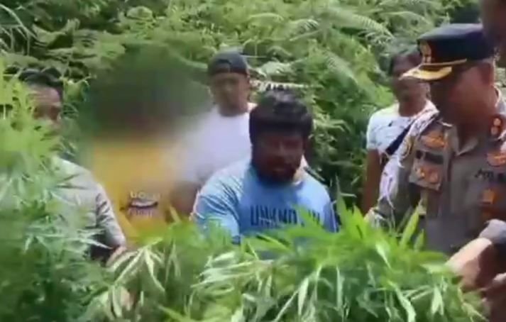 Polres Tanah Karo Gerebek Ladang Ganja di Kaki Gunung Sinabung