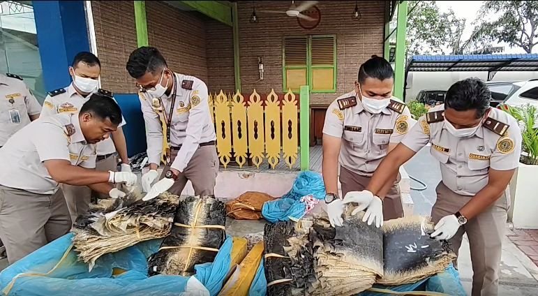 Bea Cukai Gagalkan Penyelundupan Ribuan Lembar Sisik Biawak