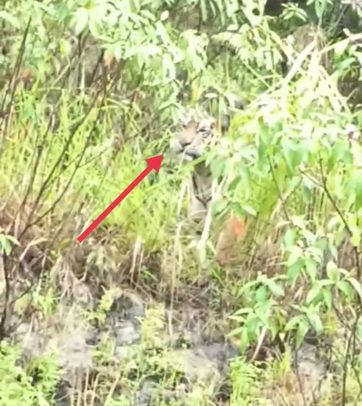 Geger, Harimau Sumatera Turun Gunung di Kawasan PLTA Simarboru Tapsel