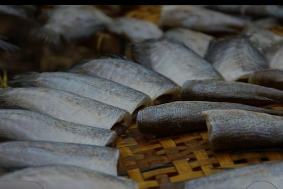 Jangan Sepele dengan Ikan Gabus, Banyak Manfaatnya bagi Kesehatan