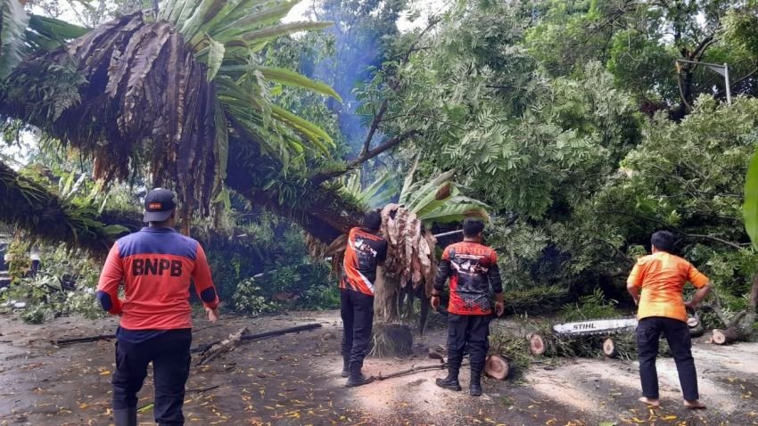 Pohon Besar Roboh Timpa Area Kantor Kelurahan Karo, Siantar Selatan