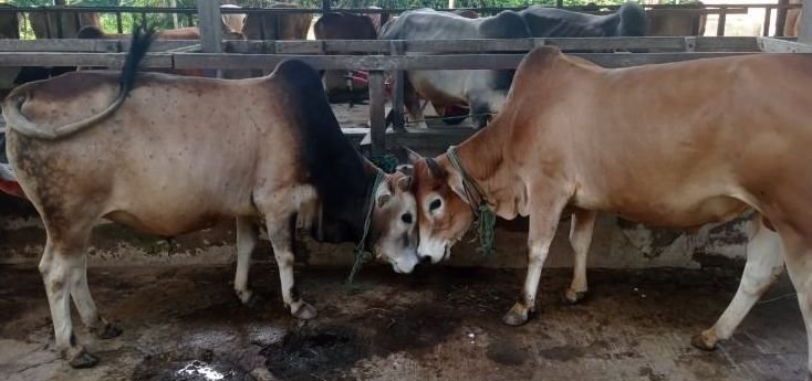 Penjualan Hewan Kurban di Kota Medan Naik, Pedagang Optimistis Ramai Pembeli