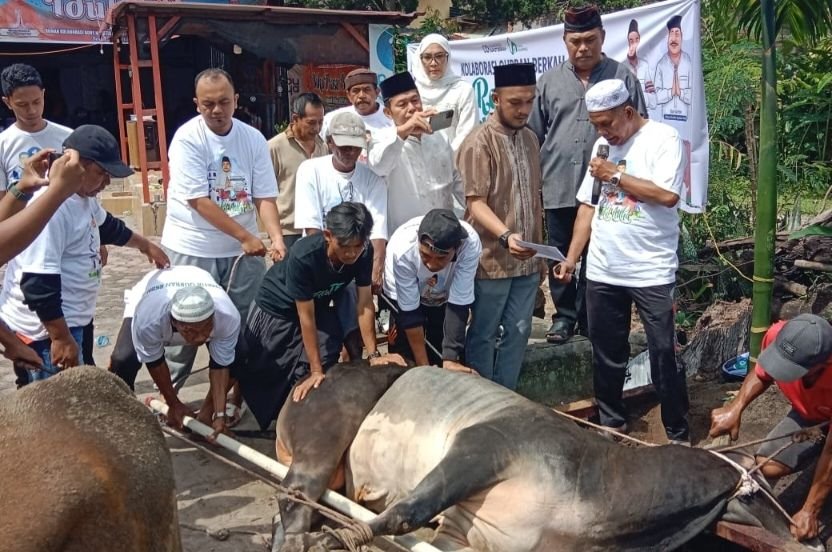 Bobby Nasution dan KBSB Sembelih 4 Ekor Sapi Kurban di Pematangsiantar