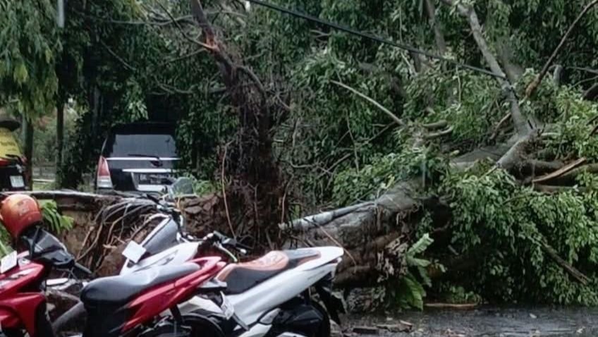 Hujan Deras dan Angin Kencang di Kota Siantar, Sebabkan Pohon Tumbang Timpa Hunian Warga
