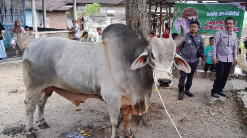 Prabowo Serahkan Sapi Kurban Satu Ton di Manunggang Julu Padangsidimpuan