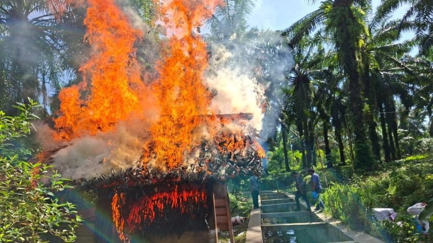 Polres Simalungun Grebek Sarang Narkoba, Bakar Gubuk di Tanah Jawa