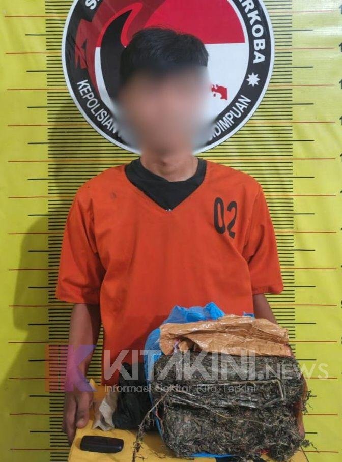 Operasi Antik Toba 2026, Polres Sidimpuan Ringkus Pria Pemilik Ganja