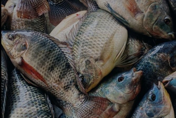Bukan Tidak Boleh, Ini Lima Ikan yang Sebaiknya Hati-Hati Dikonsumsi