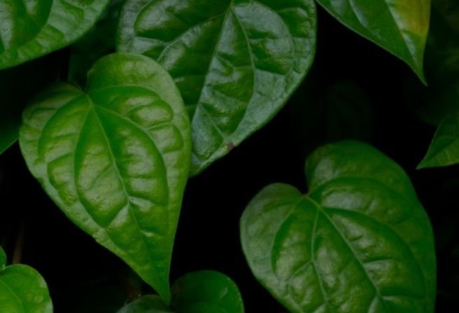 Tidak hanya Dikunyah, Manfaat Daun Sirih juga Bisa dari Air Rendamannya