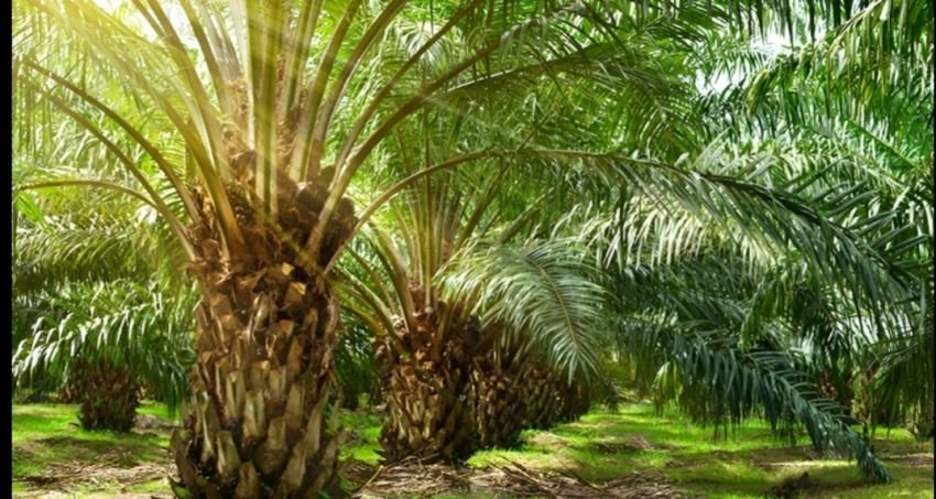 PT Abadi Energi Nabati Dukung Ekonomi Sirkular Sawit