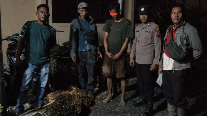 Petugas Amankan Pemuda di Pinangsori Gegara Curi Sawit Perusahaan Swasta