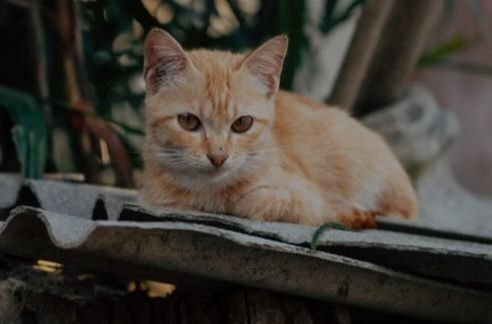 Bukan Beli Kucing dalam Karung, Pahami Karakter Kucing dari Warna Bulunya