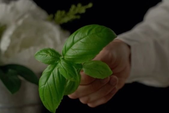 Tak Mau Kolestrol Tinggi? Coba Netralkan dengan Tanaman Herbal Ini