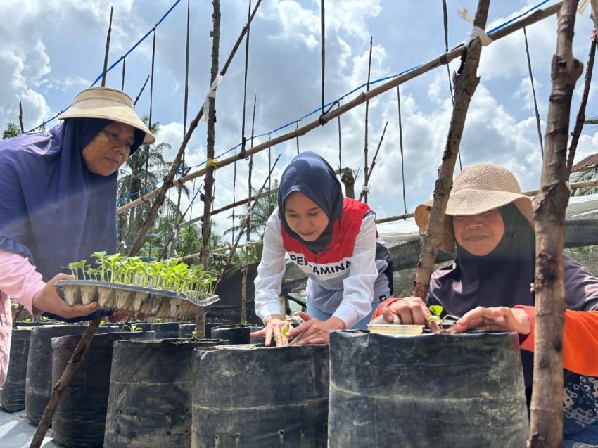 Melawan Stroke dan Kegagalan, Chaidir Saleh Kembangkan Melon Golden Hingga Mentori Petani Milenial