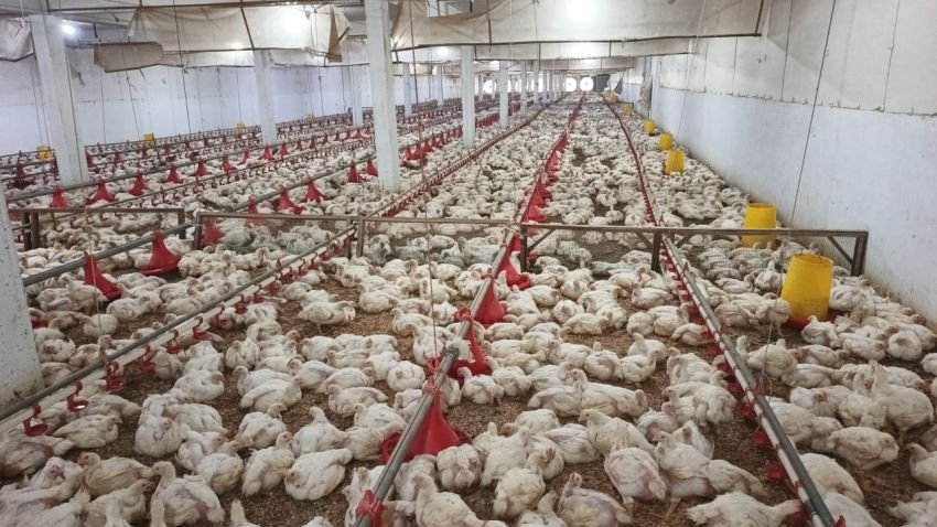 Rakyat Makin Terjepit, BBM Masih Langka, Harga Ayam dan Telur di Sumut Meroket Lagi!