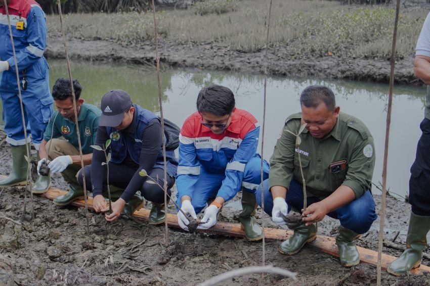 Sinergi Hulu Migas dan Lingkungan, Pertamina EP Pangkalan Susu Hijaukan Pesisir Langkat di Hari Mangrove