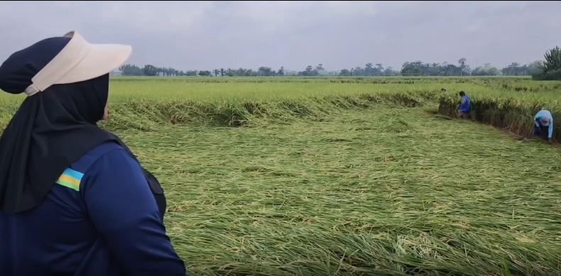 Angin Kencang Robohkan Puluhan Hektar Tanaman Padi di Batubara