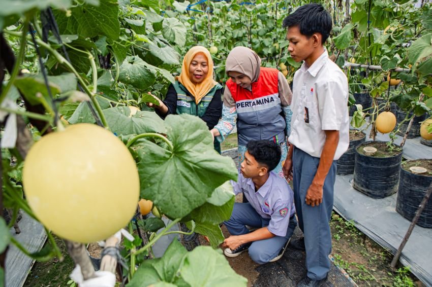 Bangkit dari Lumpur Bencana, Petani Aceh Tamiang Sukses Dongkrak Produksi Melon Golden hingga 3 Ton