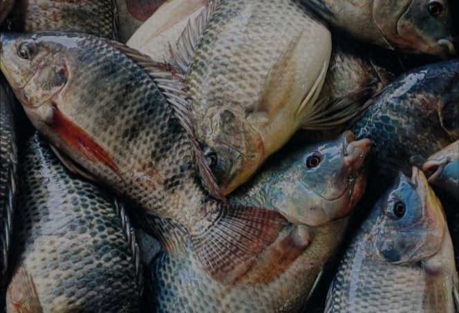 Tak Perlu Mahal dan Impor, Ini Ikan yang Tinggi Protein