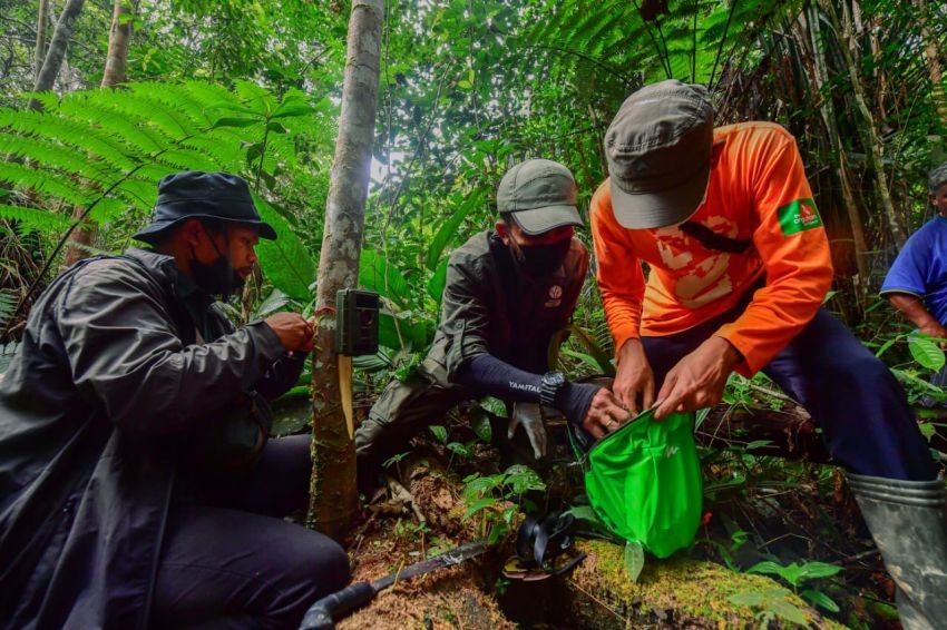 Diduga Harimau Sumatra Terkam Sapi Warga di Humbang Hasundutan, BKSDA Turunkan Tim dan Kamera Jebak