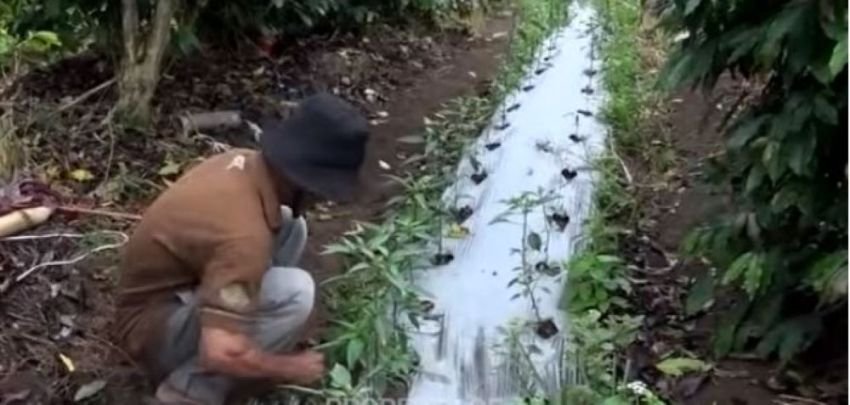 Pengungsi Tetap Bertani di Tengah Erupsi Gunung Sinabung