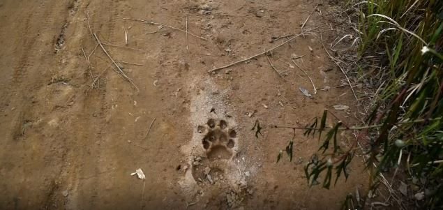 Warga Tapanuli Utara Dicekam Temuan Jejak Harimau Sumatera