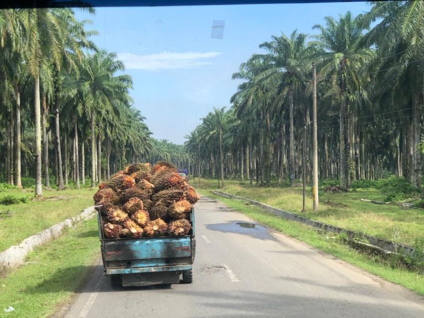 Harga CPO Naik tapi TBS Turun, Petani Sawit Belum Diuntungkan