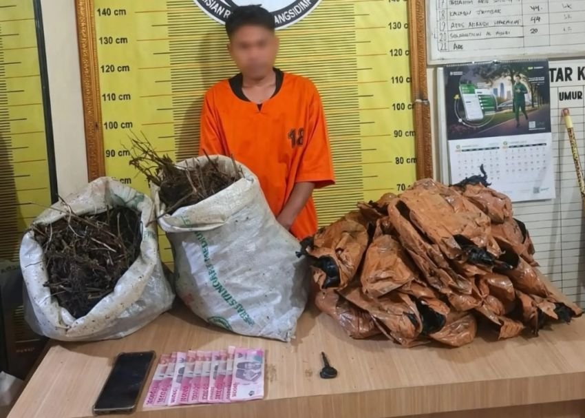 Satresnarkoba Polres Padangsidimpuan Gagalkan Peredaran Ganja 10 Kg, Seorang Pelaku DPO