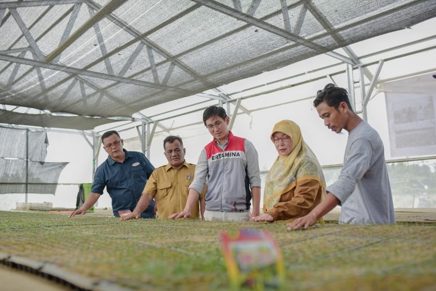 Bangkit dari Jerat Banjir, Petani Aceh Tamiang Buktikan Ketahanan Pangan Lewat Panen Raya Cabai