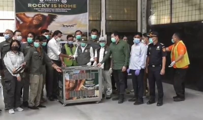 Orangutan Sumatera Korban Perdagangan Ilegal India Dipulangkan Ke Indonesia